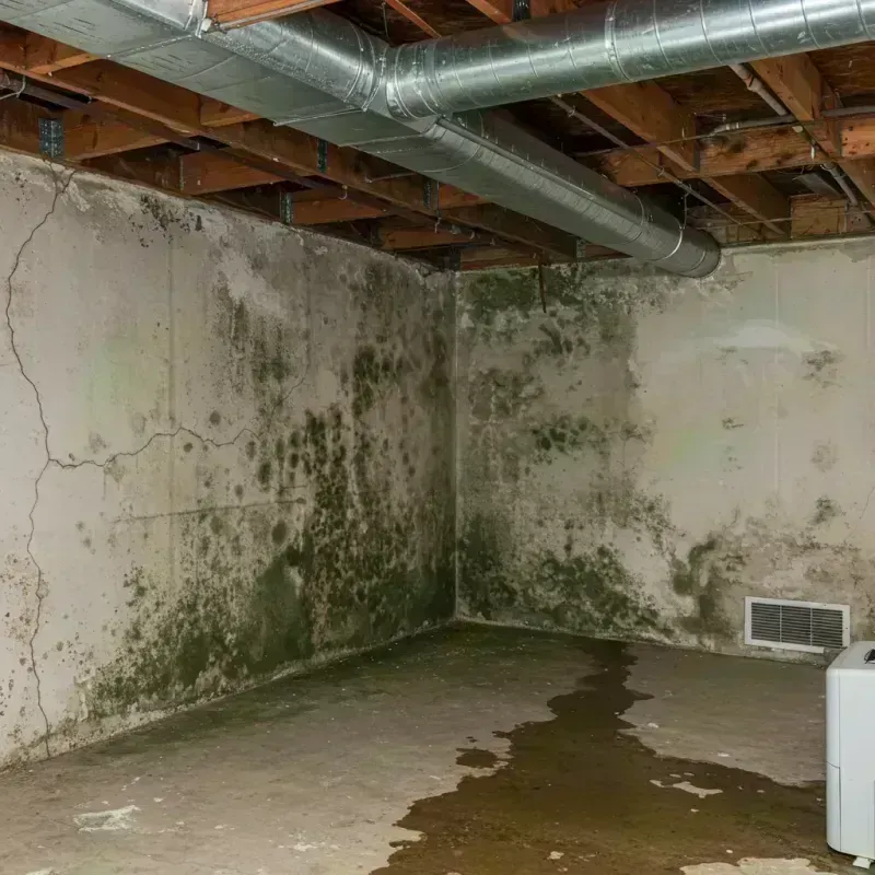 Professional Mold Removal in Glenville, WV